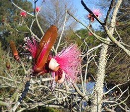 Davie Florida shaving brush tree pseudobombax ellipticum